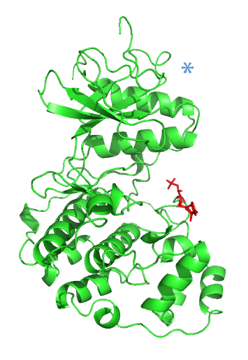 ERK2-phosporylated